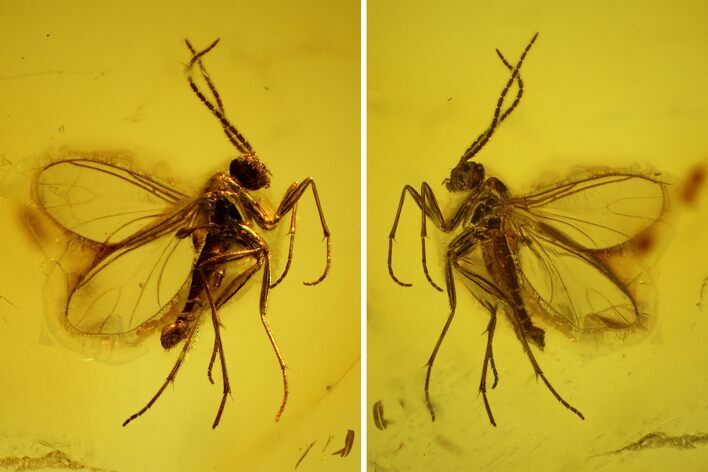 Fossil Fly (Diptera) In Baltic Amber #139016
